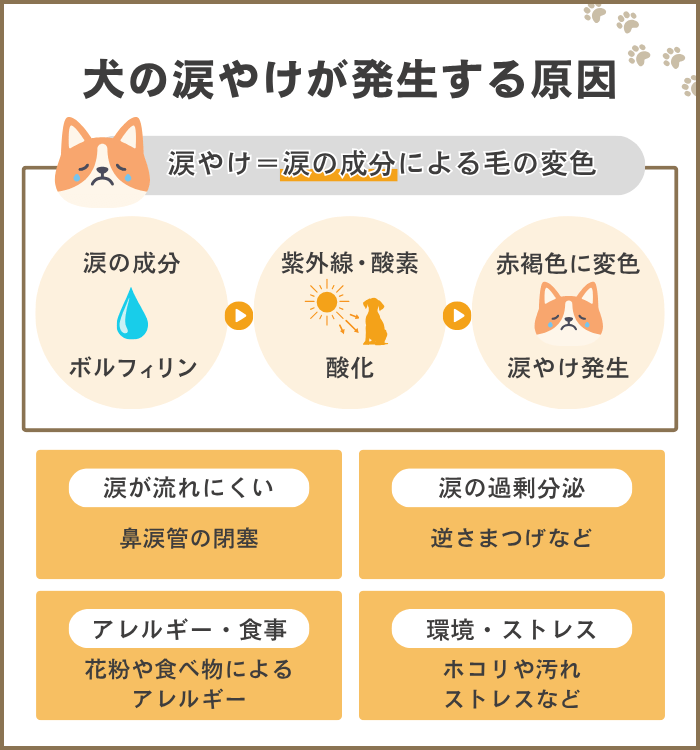 犬の涙やけが発生する原因