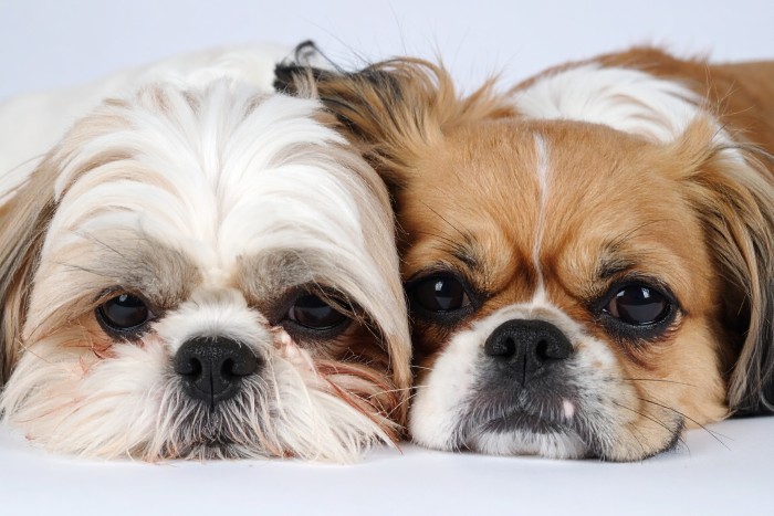 涙やけが起きやすい犬種とは?