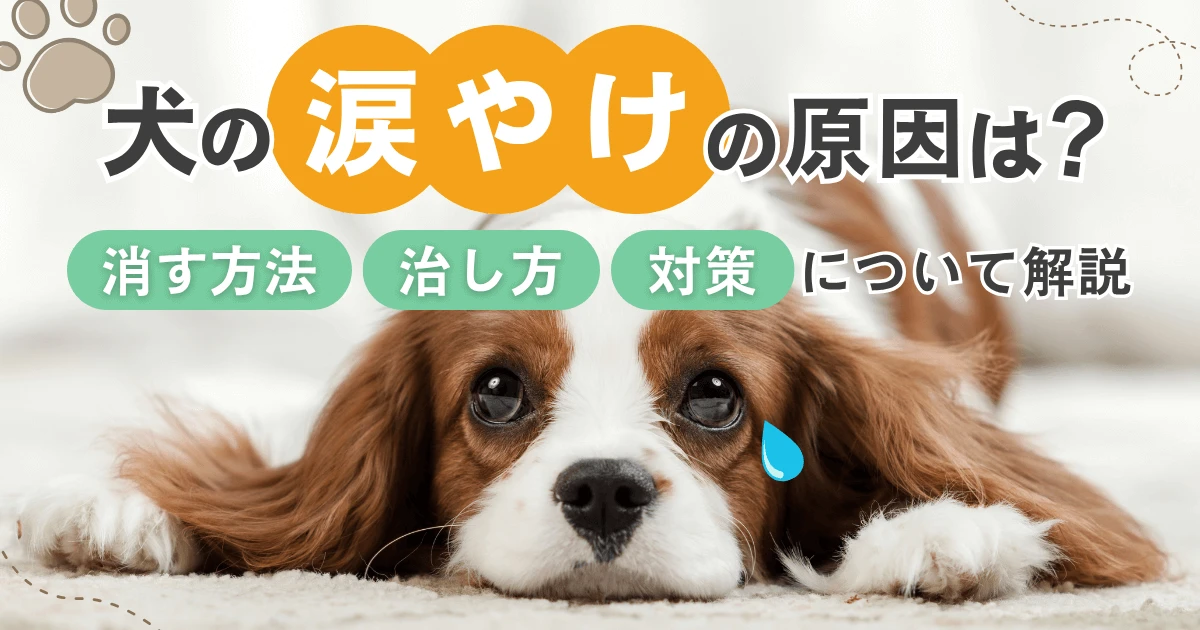 犬の涙やけの原因は？消す方法や治し方と対策について解説