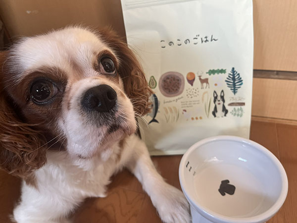 このこのごはんとキャバリア