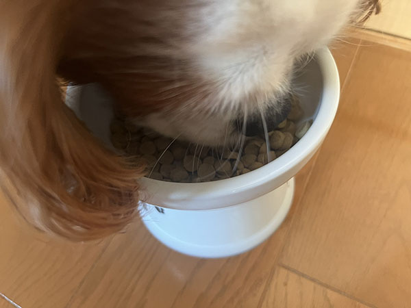 このこのごはんを食べている様子