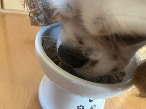 ミシュワンを食べている様子